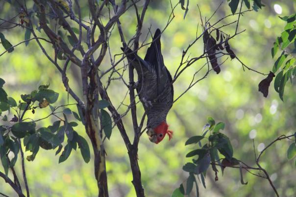 Gang-gang Cookatoo, Horseyard Flat Camp