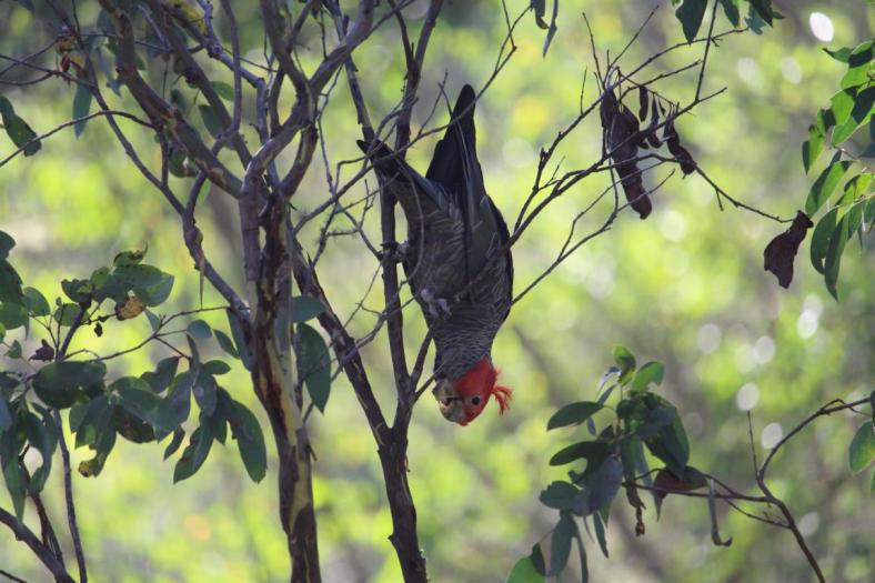 Gang-gang Cookatoo, Horseyard Flat Camp
