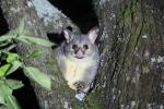 Der niedliche Kerl macht nachts einen Höllenlärm, Common Brushtail Possum, Grannys flat Camp