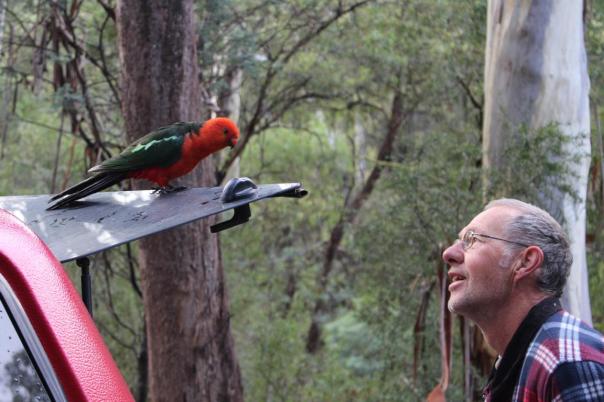 King Parrot, Howqua River