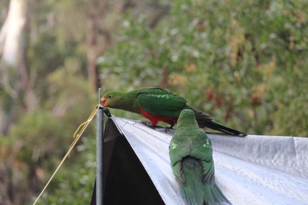 Es ist alles interesant an unserem Camp am Howqua River