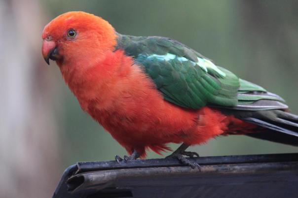 Männlicher King Parrot