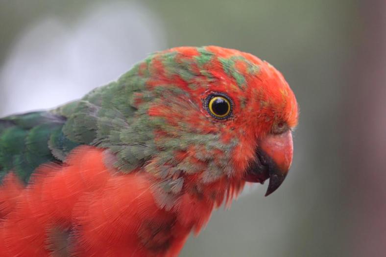 Noch etwas zerzaust der junge King Parrot