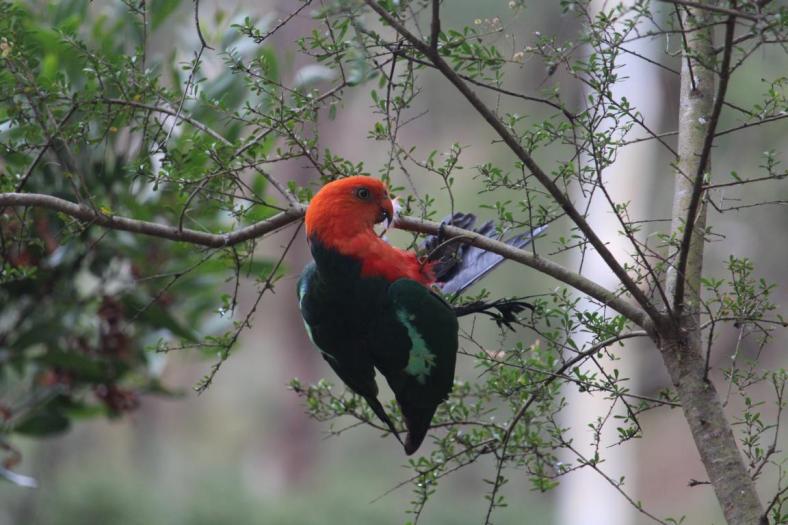 Australian King Parrot