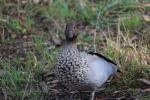 Australian Wood Duck, Männchen