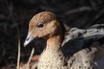 Australian Wood Duck