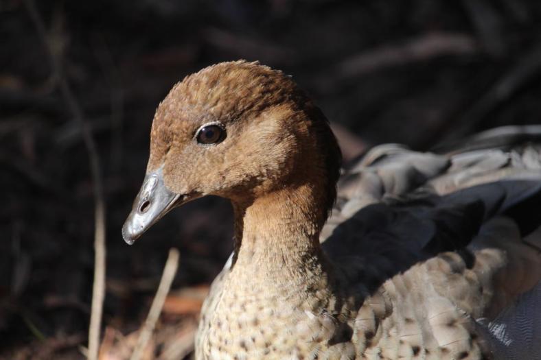 Australian Wood Duck