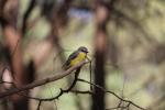 Eastern Yellow Robin, Howqua Hills