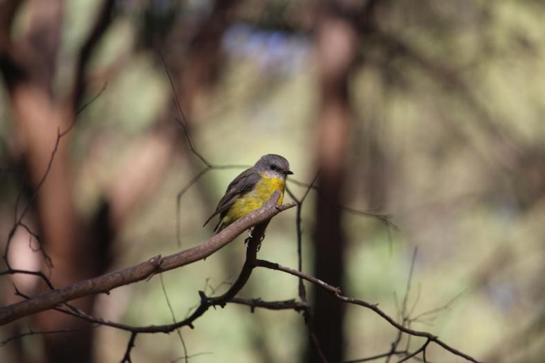 Eastern Yellow Robin, Howqua Hills