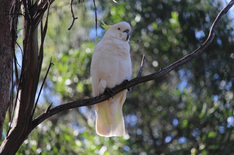 Sulphur-crested Cockatoo, Howqua river camp