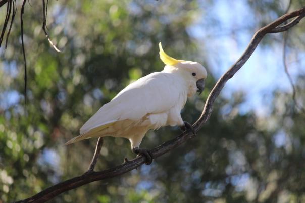 Sulphur-crested Cockatoo, Howqua river camp