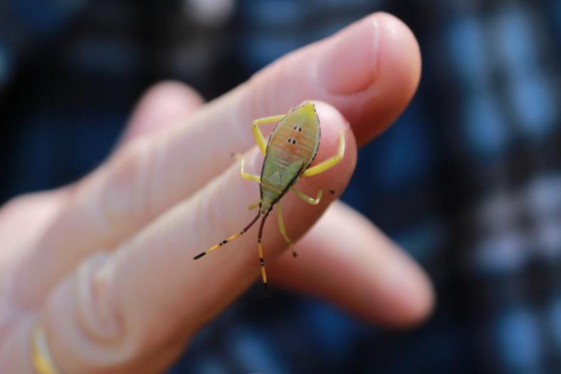 Die Insekten sind vielfältig, Howqua Hills