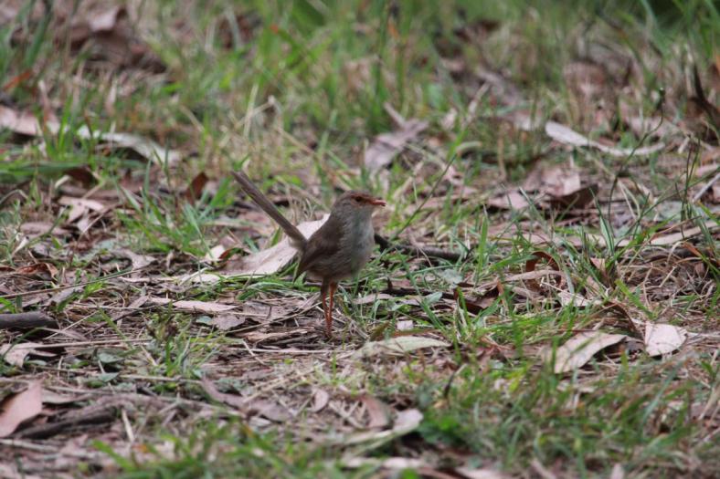 Eines der Weibchen aus seinem Harem, Superb Fairy-wren