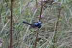 Superb Fairy-wren, Männchen, eine andere Spezie der wren-Familie