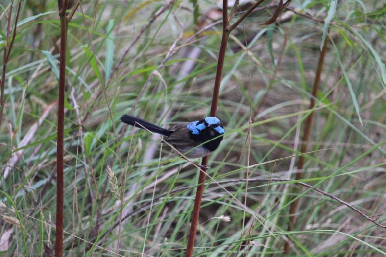Superb Fairy-wren, Männchen, eine andere Spezie der wren-Familie