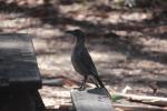 Grey Currawong, Mount Buffalo NP