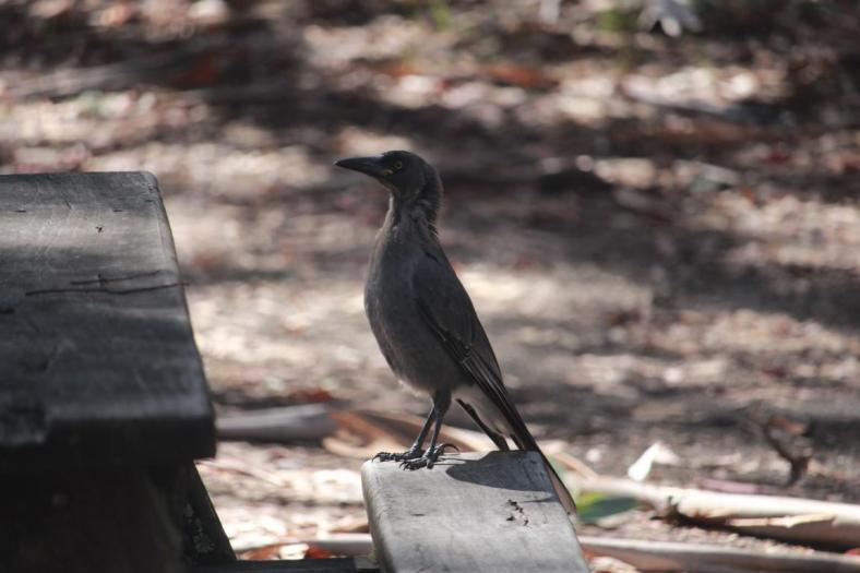 Grey Currawong, Mount Buffalo NP