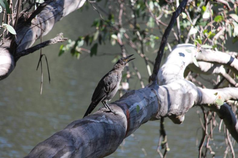 Ein Grey Currawong trällert ein Liedchen, Mount Buffalo NP
