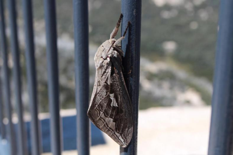 Australian Ghost Moth auch Rain Moth genannt, Mount Buffalo NP