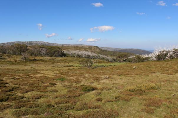 Bogong High Plaints