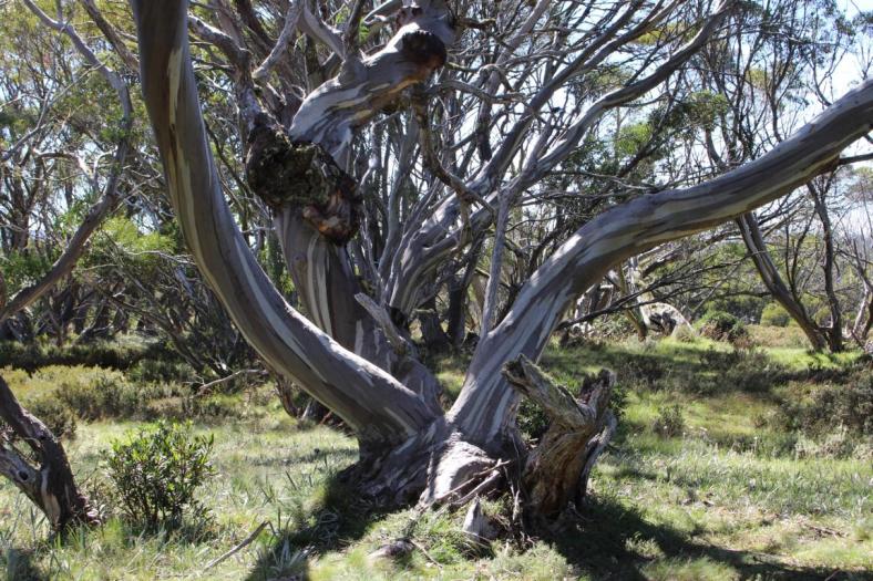 Wallaces Heritage Trail, Bogong High Plaints