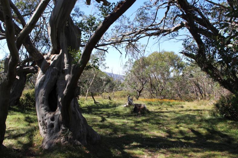 Wallaces Heritage Trail, Bogong High Plaints