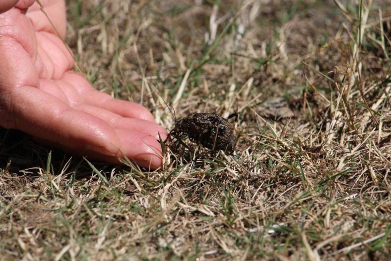 Viele Mountain Grashoppers sind hier, Wallaces Heritage Trail, Bogong High Plaints