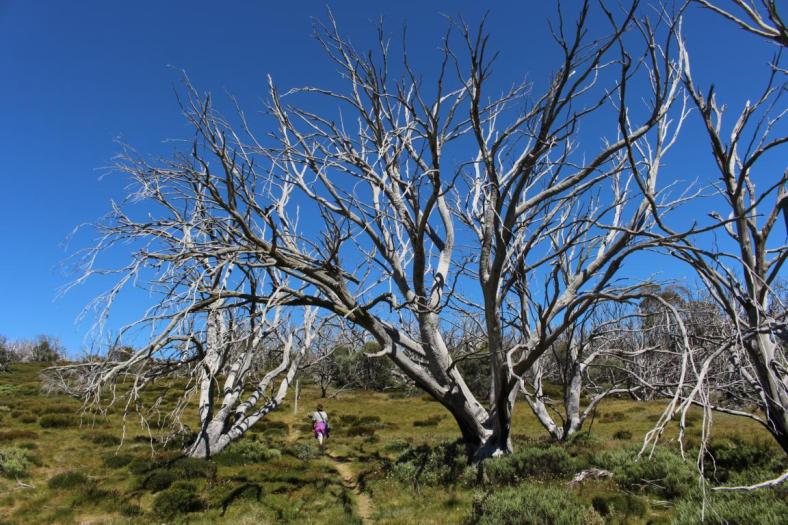 Wallaces Heritage Trail, Bogong High Plaints