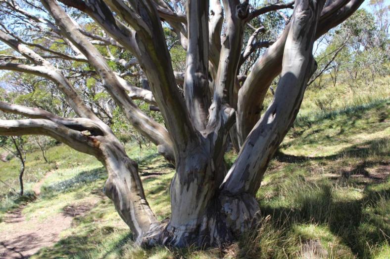 Wallaces Heritage Trail, Bogong High Plaints