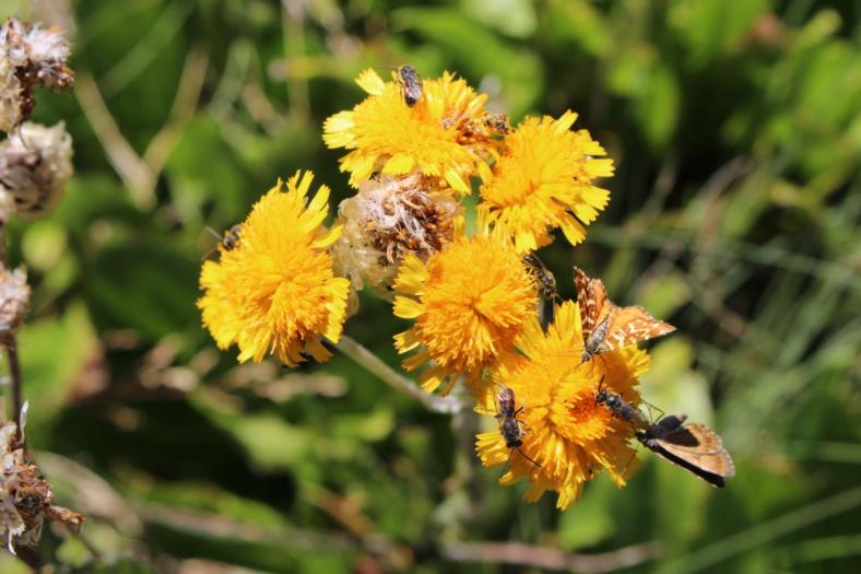 Wallaces Heritage Trail, Bogong High Plaints