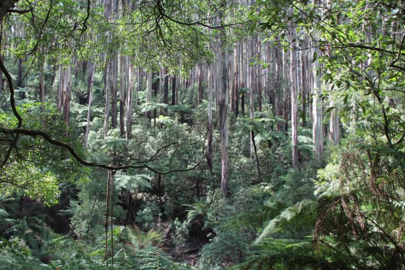 Yarra Ranges NP