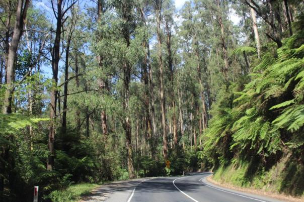 Yarra Ranges NP