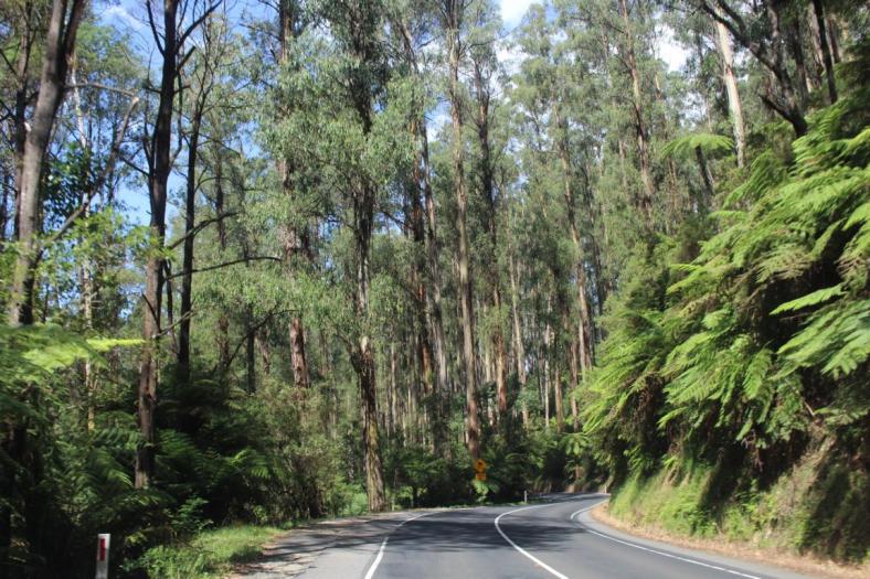 Yarra Ranges NP