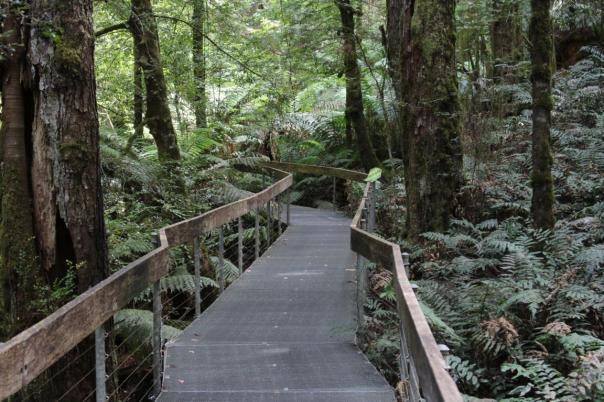 Donna Buang Gallery Boardwalk, Yarra Ranges NP