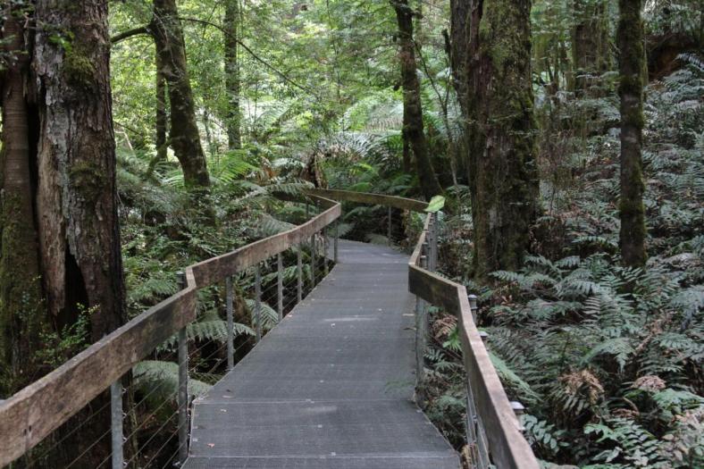 Donna Buang Gallery Boardwalk, Yarra Ranges NP
