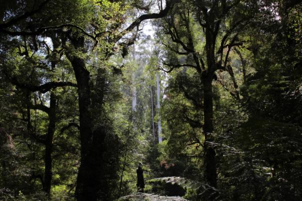 Myrtle Beech Trees, manche sind 400 Jahre alt, Yarra Ranges NP