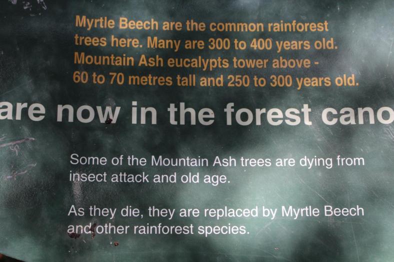 Mountain Ash eucalyptus Tree, Höhe bis zu 70 meter und bis 300 Jahre alt