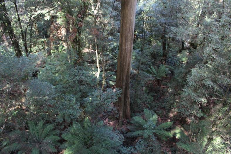 Donna Buang Gallery Rainforest, Yarra Ranges NP