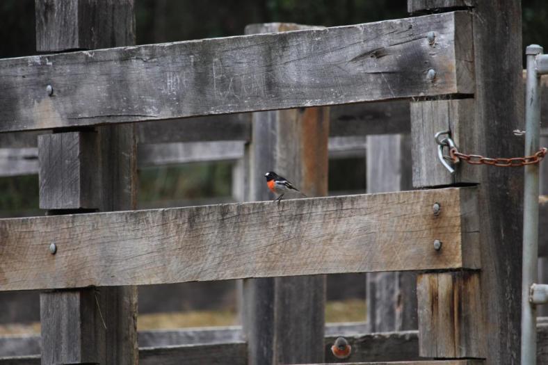 Scarlet Robin, Anderson Mill Camp