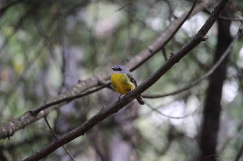 Eastern Yellow Robin, Yarra Ranges NP