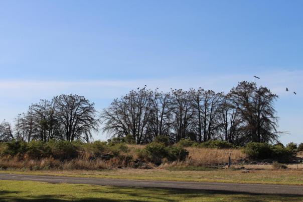 Ibis Schwarm am Lake Colac Camp