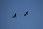 Straw-necked Ibis, Lake Colac