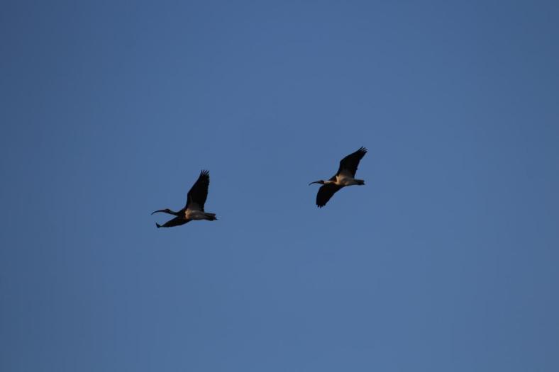Straw-necked Ibis, Lake Colac