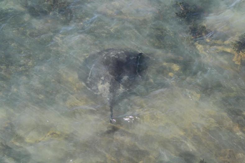 Stingray, Lorne