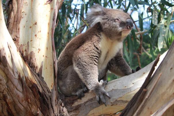...... , Great Ocean Road