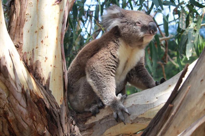 ...... , Great Ocean Road