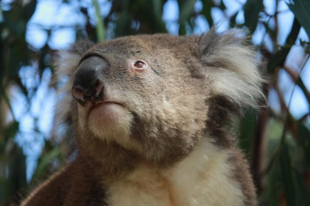 ......., Great Ocean Road