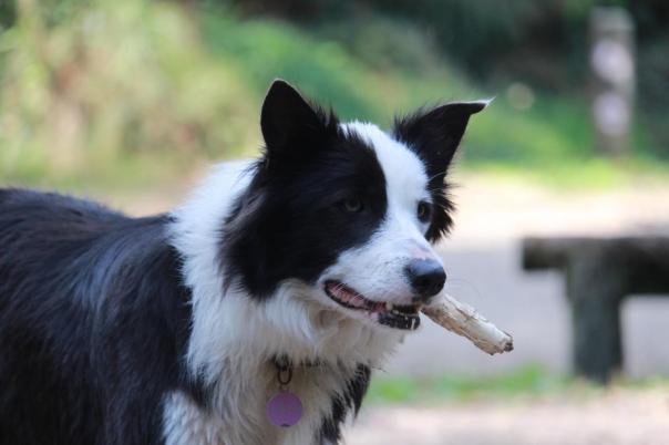 Pinta liebt das Stockwerfen bis zum Umfallen, Aire Camp, Great Otway NP