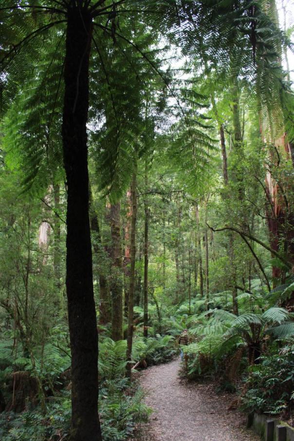 Wanderung zu den Triplet Falls, Great Otway NP