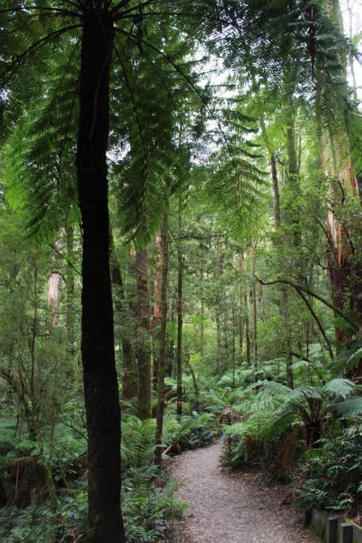 Wanderung zu den Triplet Falls, Great Otway NP